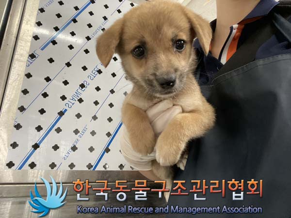 한국동물구조관리협회_441560202400981
